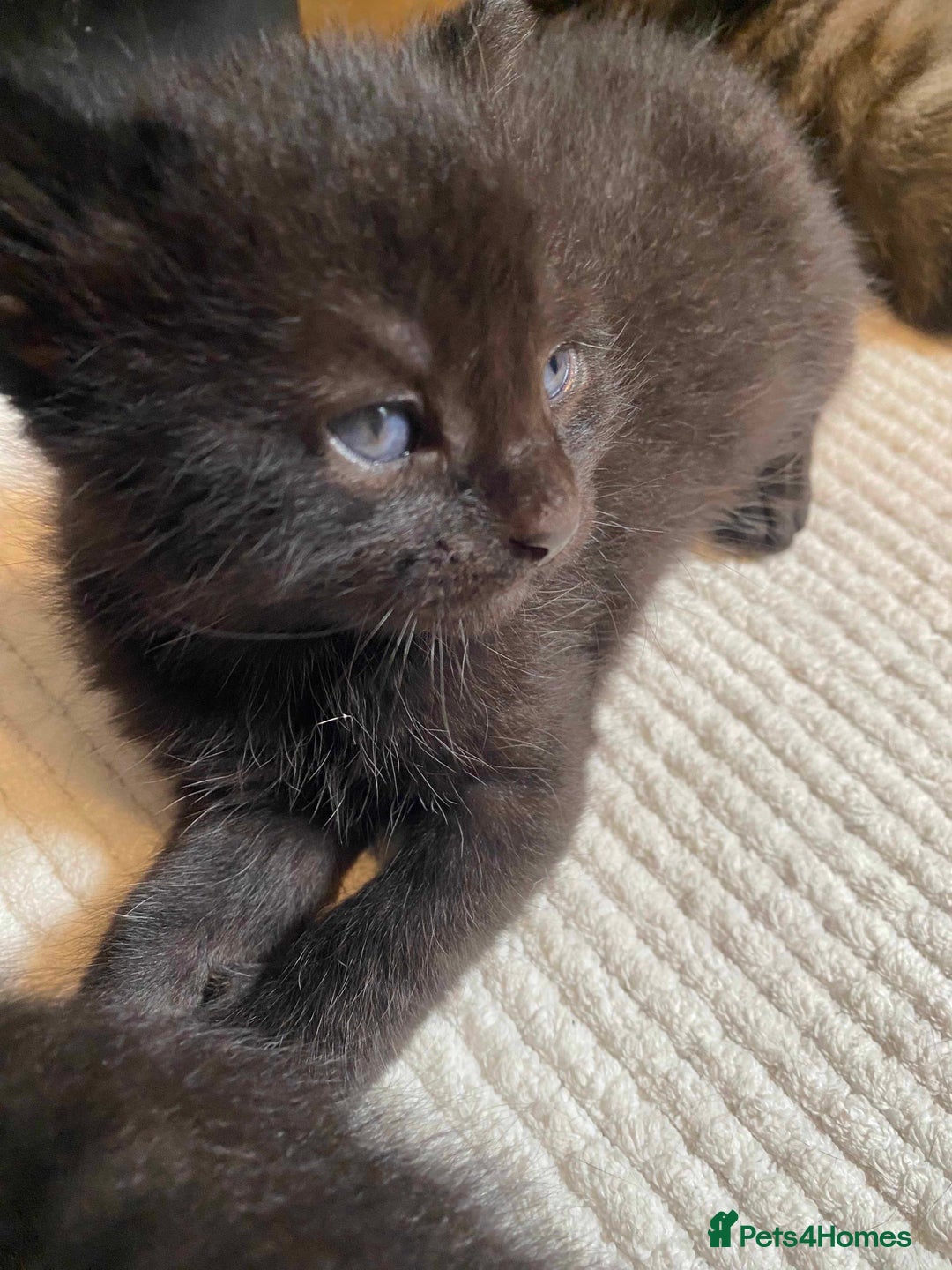 Domestic Shorthair cats for sale: 3 gorgeous kittens ready for their new home - Image 2