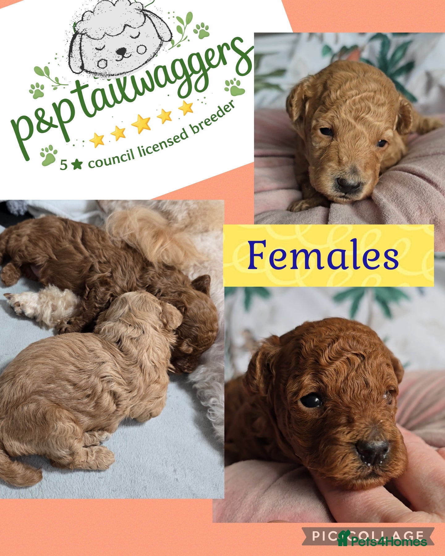 Toy Poodle dogs for sale: Exquisite purebreed toy poodle female  - Advert 1