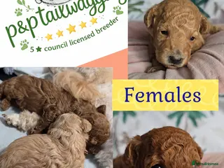Toy Poodle dogs Exquisite purebreed toy poodle female - Advert 15