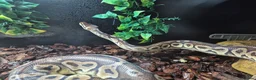 Python Snake reptiles for sale: Female Ball Pyhton - Advert 3
