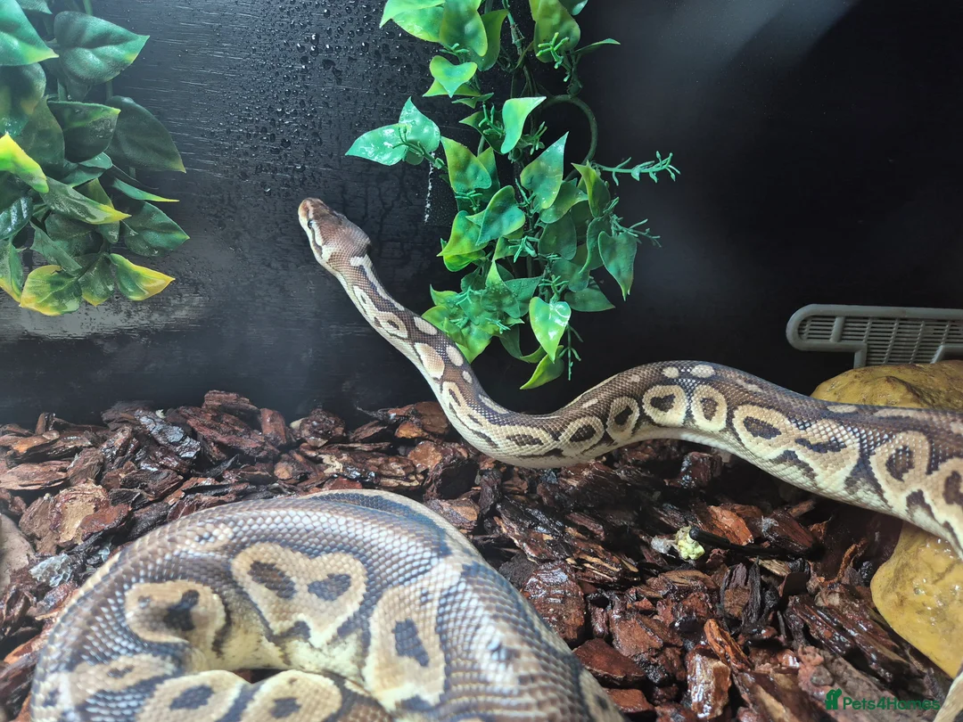 Python Snake reptiles for sale: Female Ball Pyhton - Advert 3