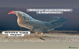 Chickens poultry for sale: Hybrid hens at point of lay  - Advert 2