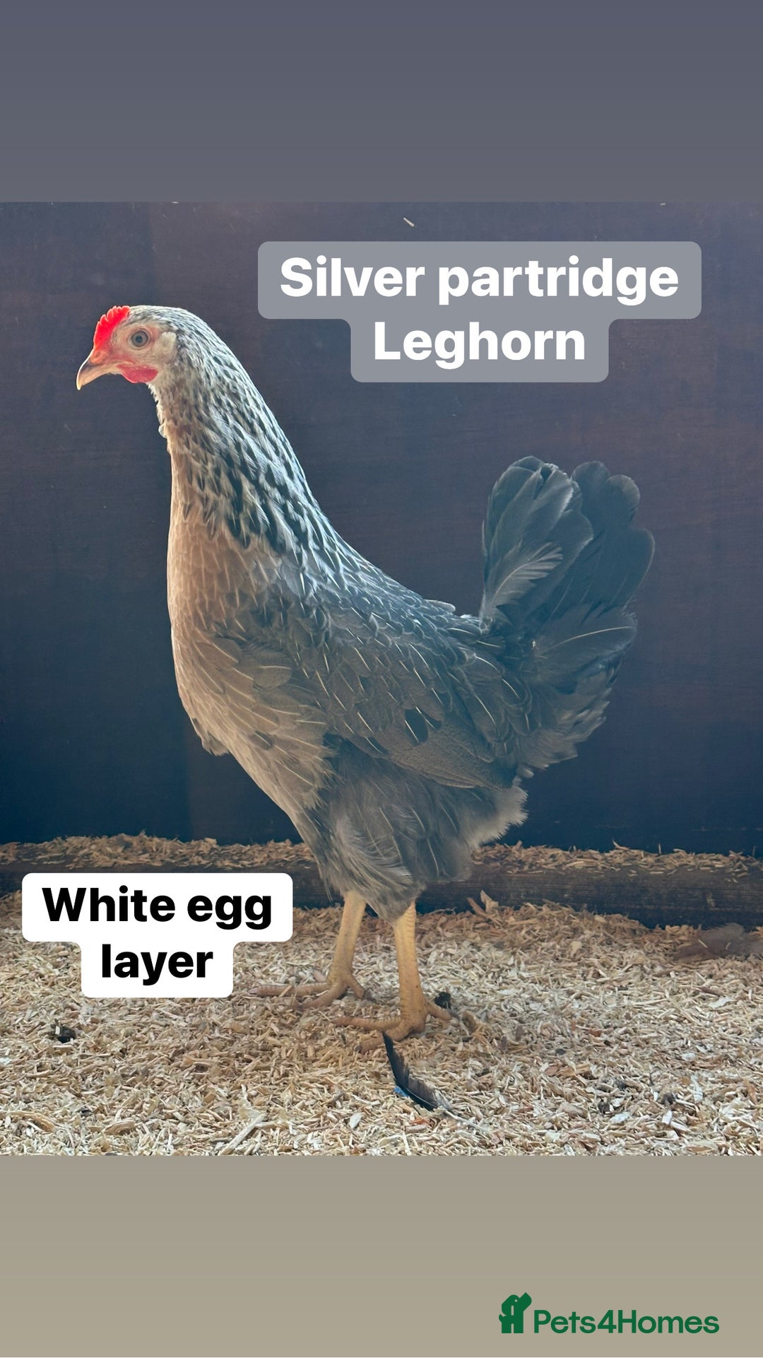 Chickens poultry for sale: Hybrid hens at point of lay  - Advert 2