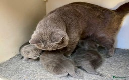 British Shorthair cats for sale: Chunky GCCF Reg  Blue British Shorthair Kittens  - Image 4