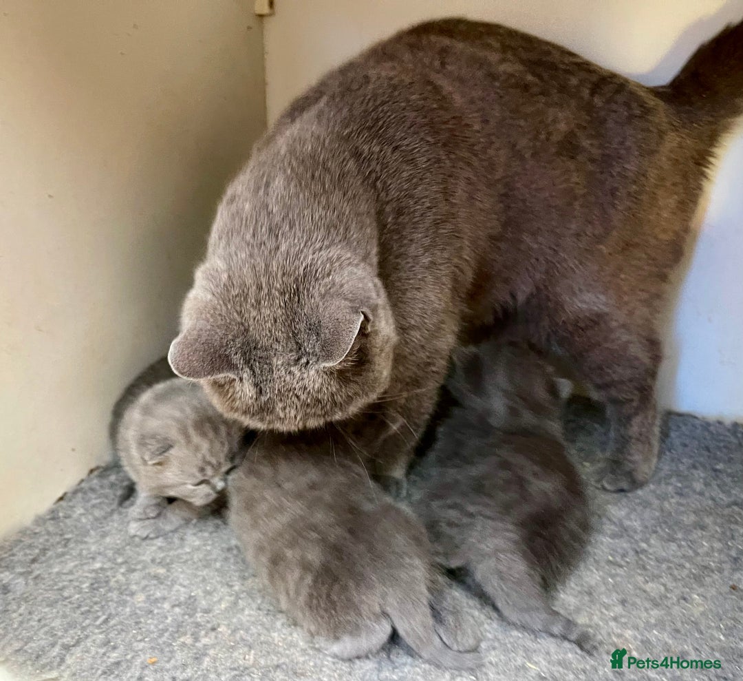 British Shorthair cats for sale: Chunky GCCF Reg  Blue British Shorthair Kittens  - Image 4