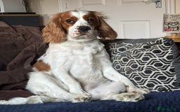 Mixed Breed dogs for sale: 7 gorgeous Cockalier puppies for sale  - Image 9