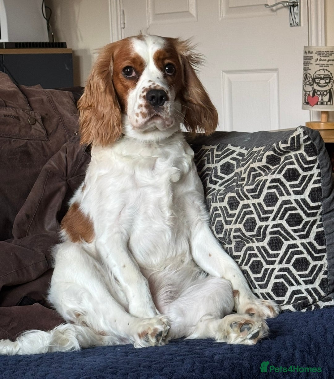 Mixed Breed dogs for sale: 7 gorgeous Cockalier puppies for sale  - Image 9