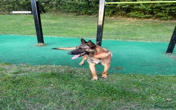 Belgian Shepherd Dog dogs for sale: Rocko  - Image 1