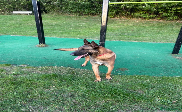 Belgian Shepherd Dog dogs - Advert 2