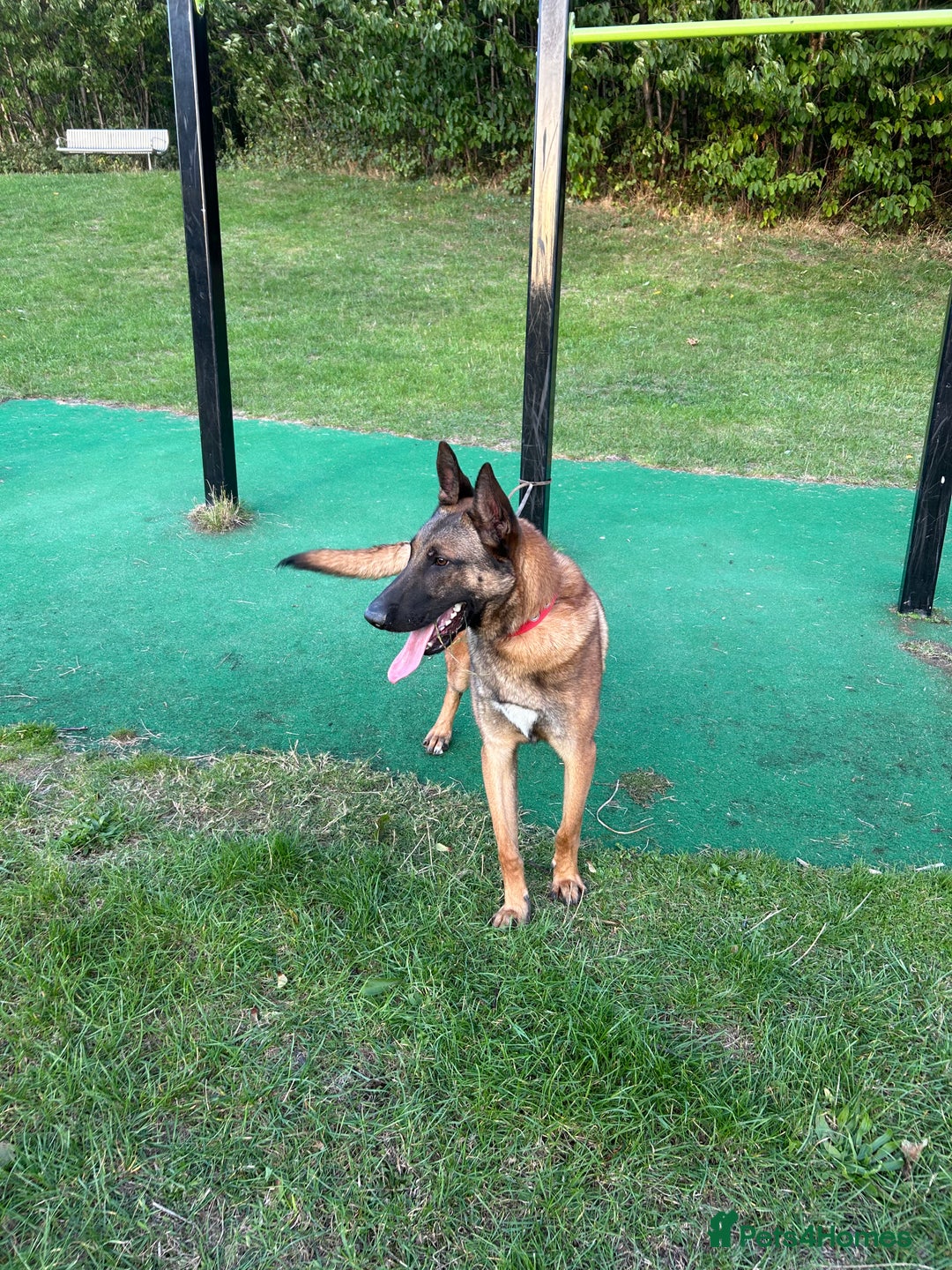 Belgian Shepherd Dog dogs for sale: Rocko  - Image 1