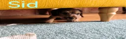 Miniature Dachshund dogs for sale: Premium Mini Wire-haired Dachshund Puppies - Advert 23