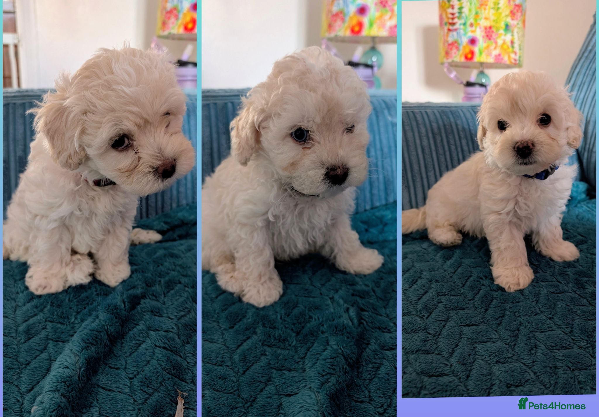 Maltipoo dogs Dna Genetically health tested maltipoos - Advert 4
