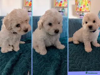Maltipoo dogs Dna Genetically health tested maltipoos - Advert 1