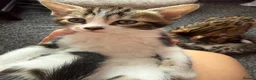 Mixed Breed cats for sale: Mixed bengal  - Advert 10