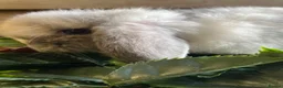 Mini Lop rabbits for sale: Gorgeous pure Mini lops  - Advert 11