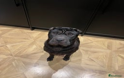 Shar Pei dogs for sale: Beautiful Shar Pei pups - Image 6