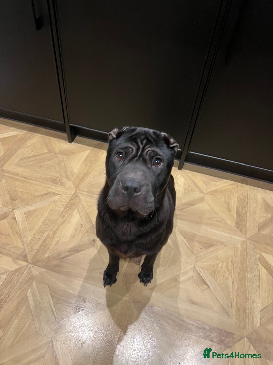 Shar Pei dogs for sale: Beautiful Shar Pei pups - Image 6