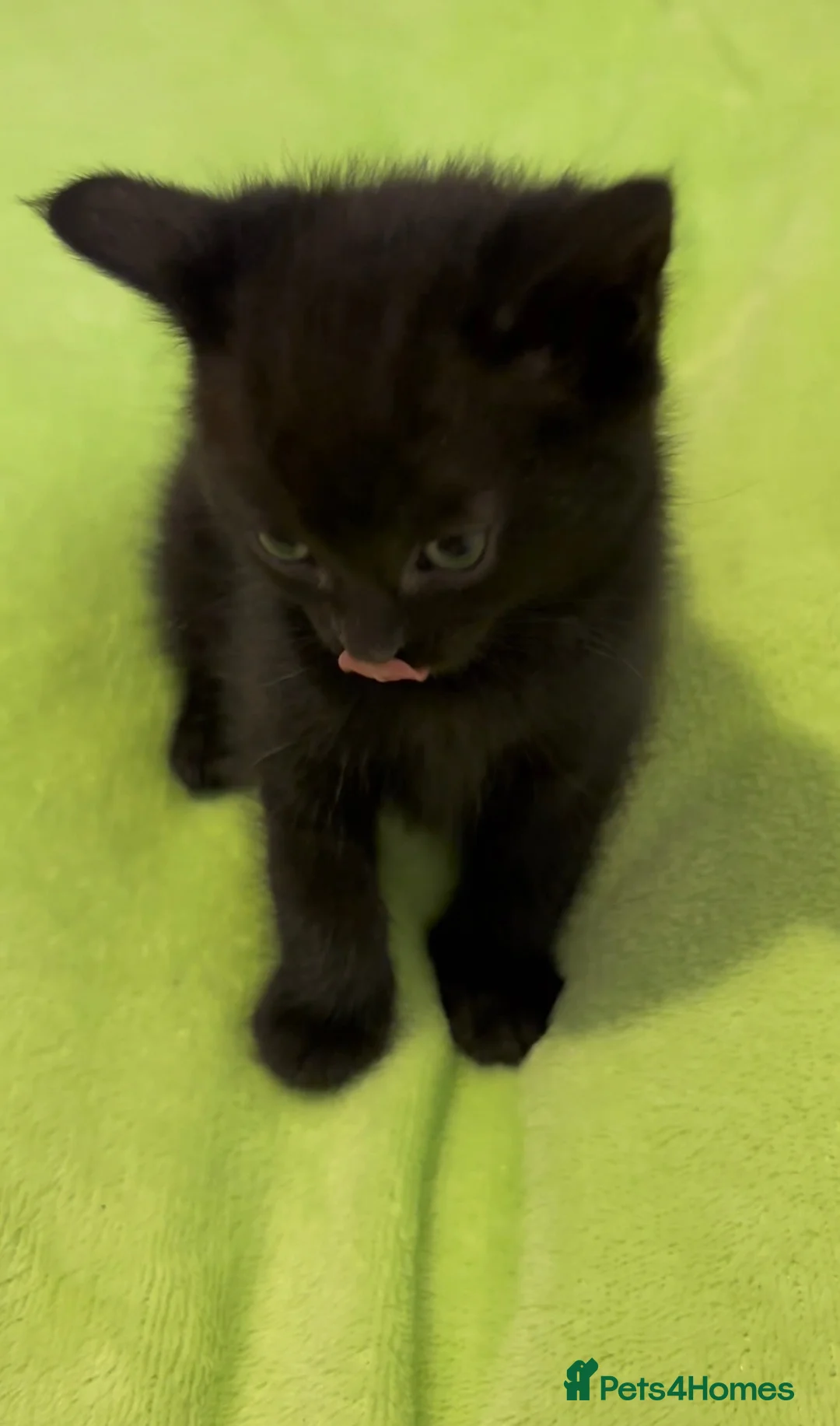 Mixed Breed cats for sale: 3 beautiful tabby kittens 1 black kitten available - Advert 5
