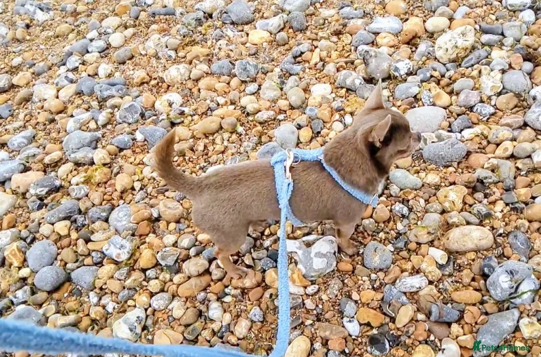 Chihuahua dogs for stud: KC reg-Health tested-PROVEN  - Advert 22