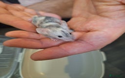 Mouse rodents for sale: Baby female fancy tri colour mice  - Image 8