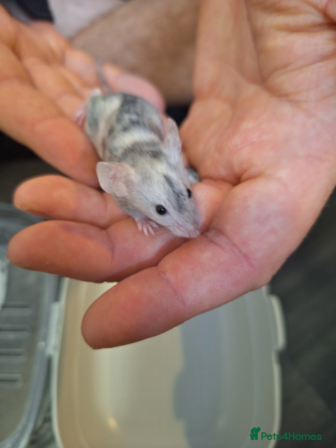 Mouse rodents for sale: Baby female fancy tri colour mice  - Image 8