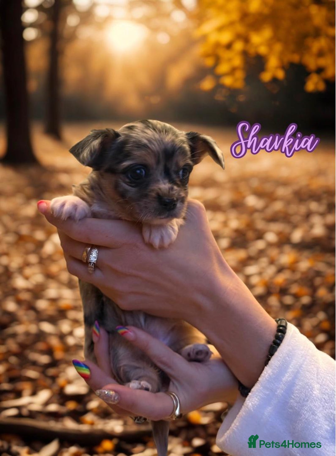 Chihuahua dogs for sale: Stunning longhaired Chihuahua puppies  - Image 4