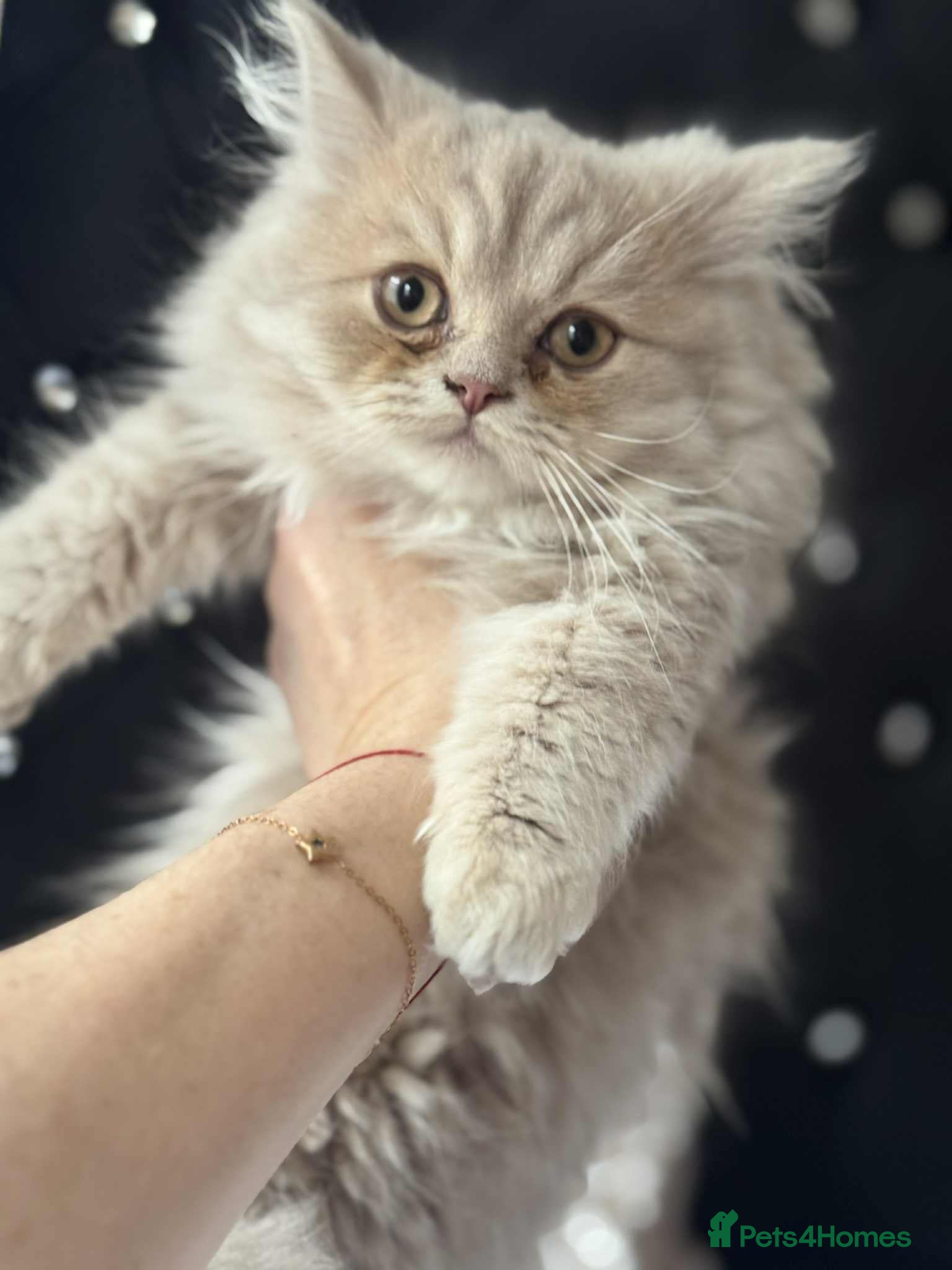 British Longhair cats British long hair kittens - Advert 2