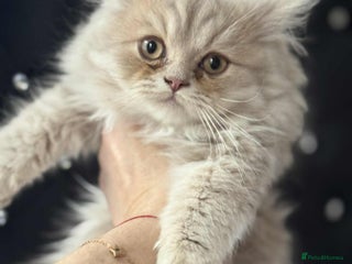 British Longhair cats British long hair kittens - Advert 2