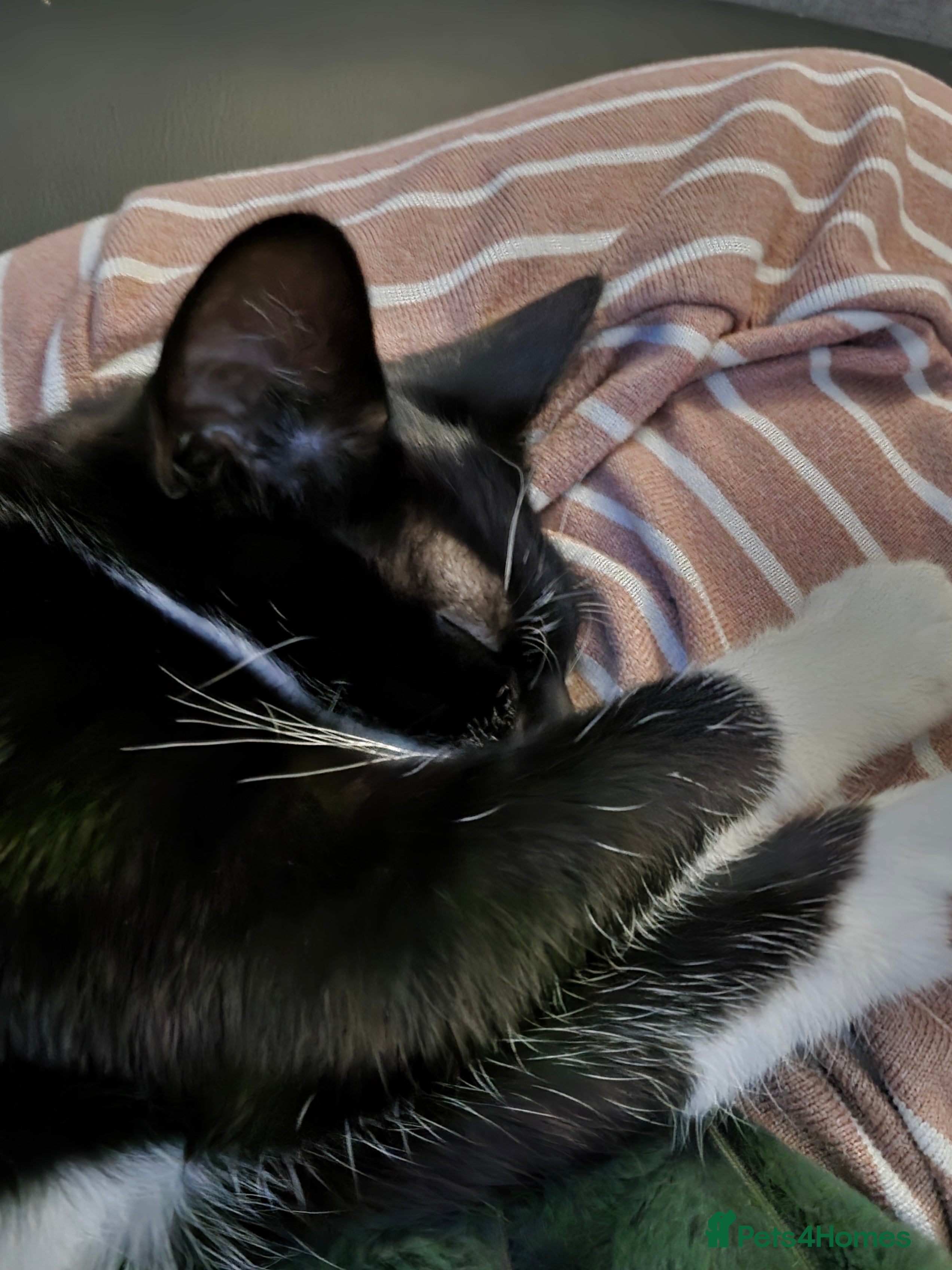 Mixed Breed cats Kitten  - Advert 9