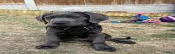 Cane Corso dogs for sale: Beautiful male 12 week old Cane Corso - Advert 8