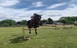 Irish Thoroughbred horses for sale: Beautiful tb mare  - Image 6