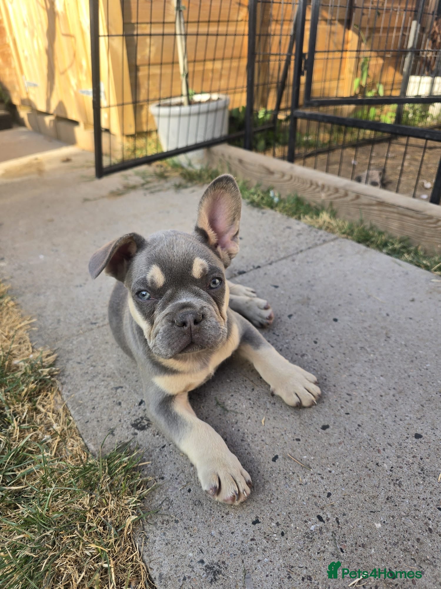 French Bulldog dogs Lovely French bulldog pups  - Advert 3