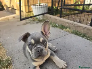 French Bulldog dogs Lovely French bulldog pups - Advert 1