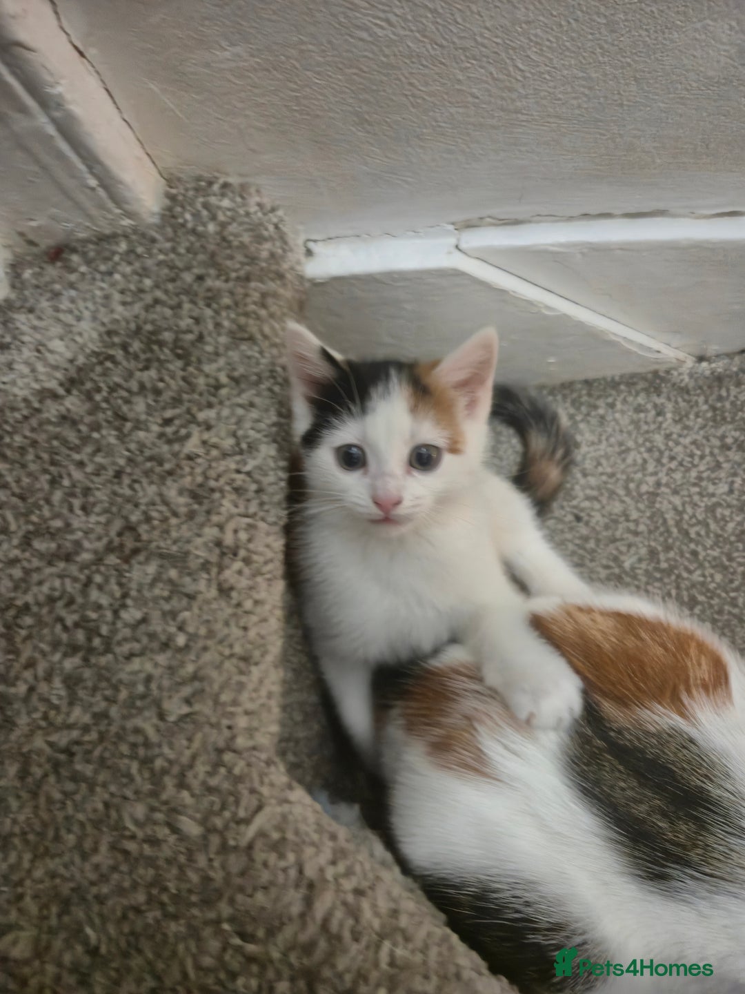 British Shorthair cats for sale: Kitten for sale ( its actually free...) - Advert 3