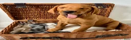 Labrador Retriever dogs for sale: Male Fox Red Puppies  - Advert 4