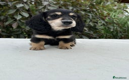 Miniature Dachshund dogs for sale: Miniature L/H Cream and Brindle puppies  - Image 2