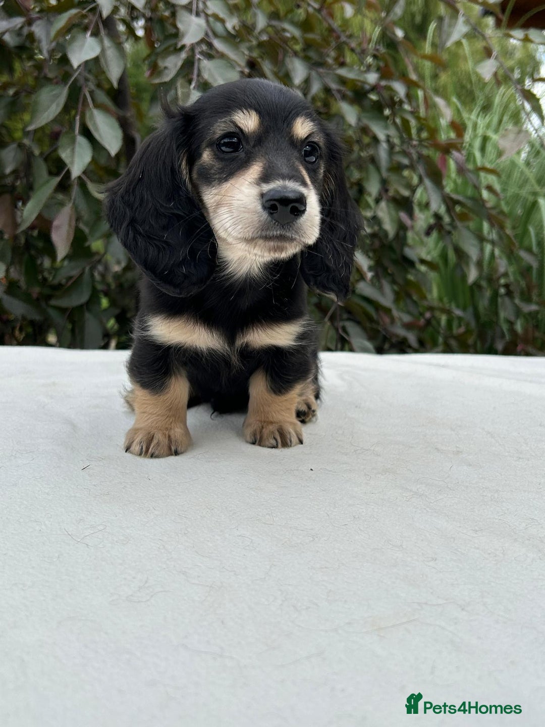 Miniature Dachshund dogs for sale: Miniature L/H Cream and Brindle puppies  - Image 2