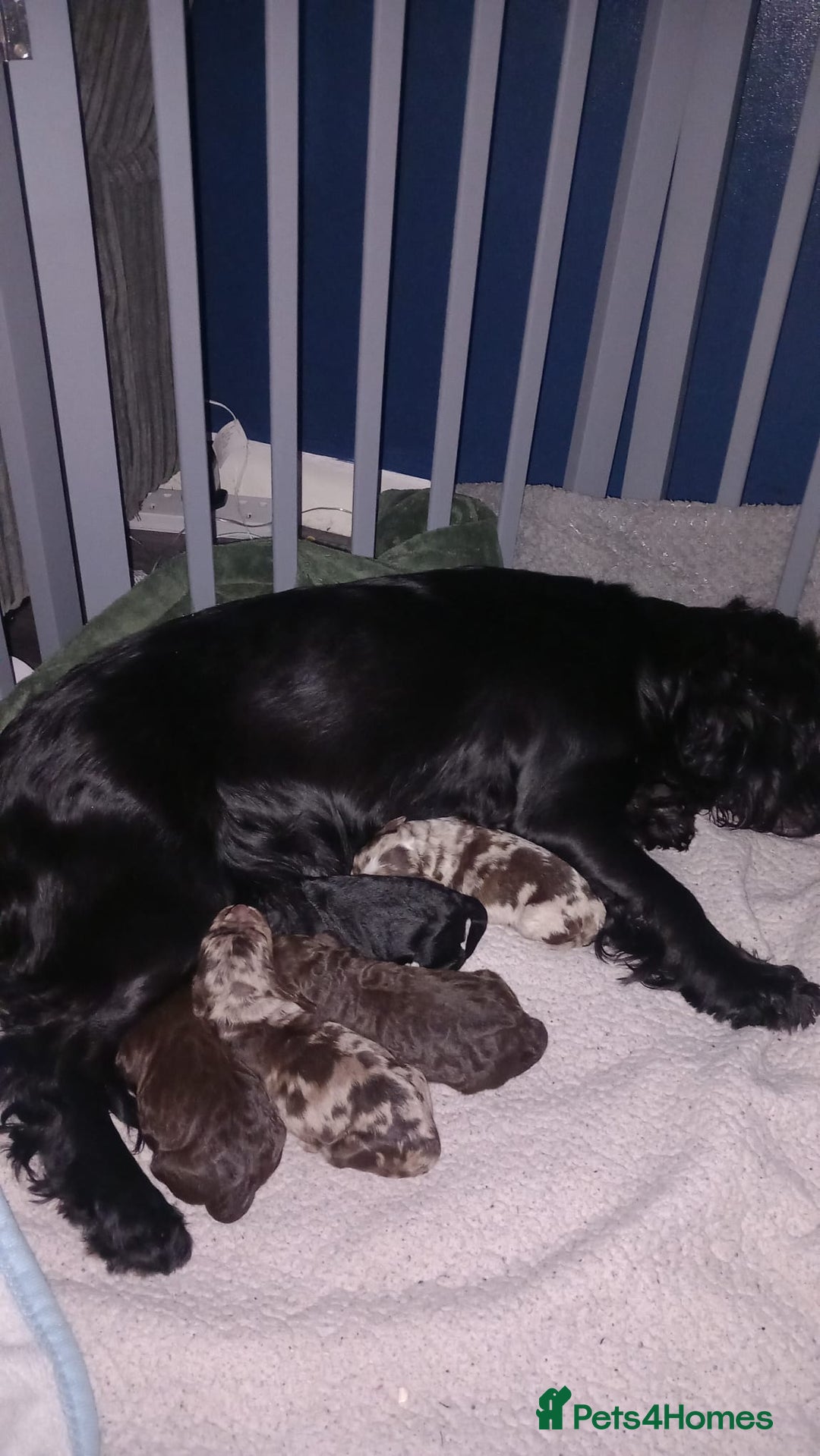 Cockapoo dogs for sale: F1 mini cockerpoos born 22nd December  - Advert 2