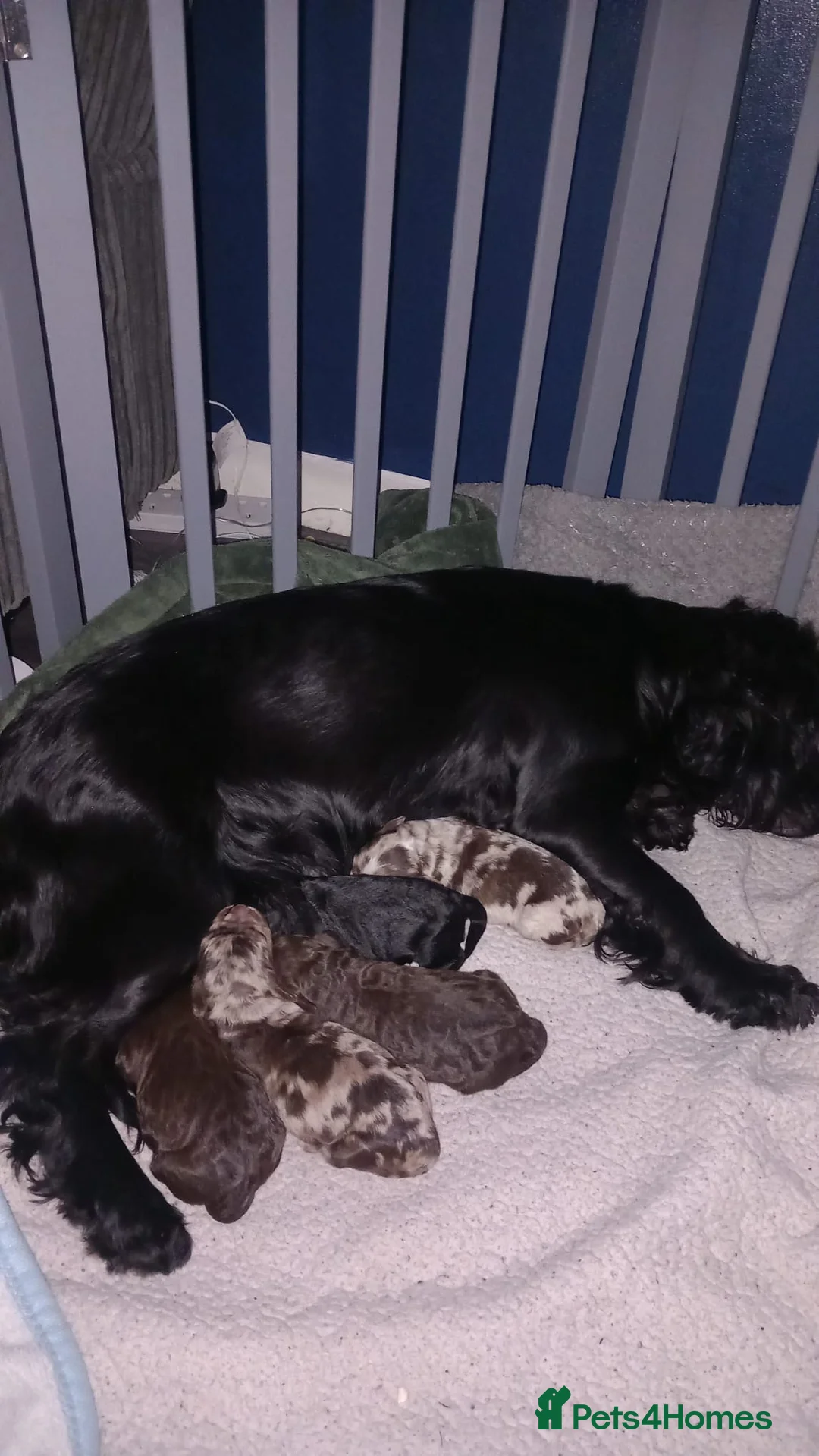 Cockapoo dogs for sale: F1 miniature cockapoos available 16th feb - Advert 6