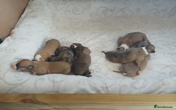 Whippet dogs for sale: Stunningly Beautiful Whippet Puppies. - Image 7
