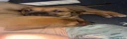 Mastiff dogs for sale: Mastiff hybrids  - Advert 4