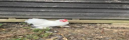 Chickens poultry for sale: White Pekin Bantam Cockerels in Chelmsford - Advert 4