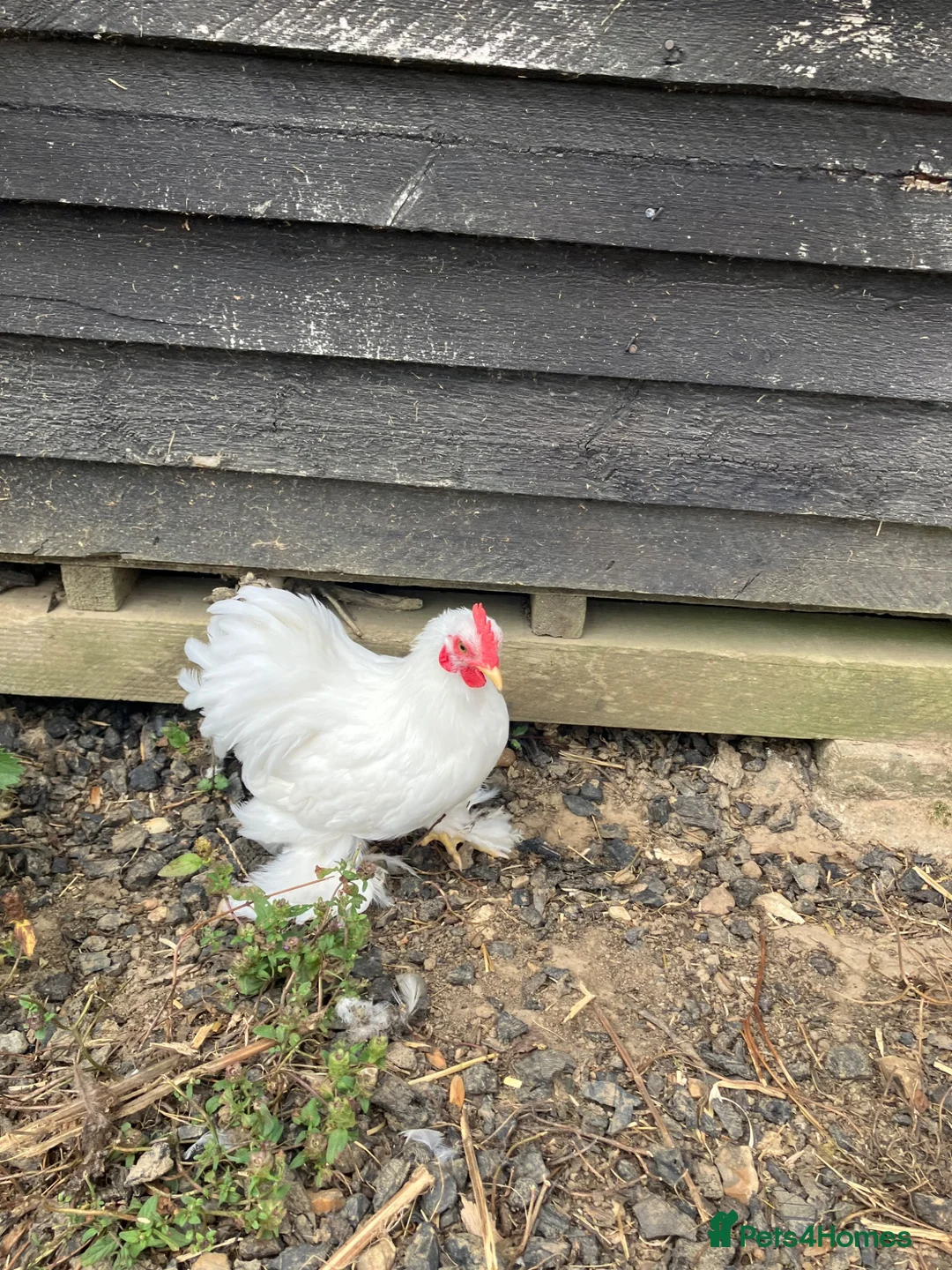 Chickens poultry for sale: White Pekin Bantam Cockerels in Chelmsford - Advert 4