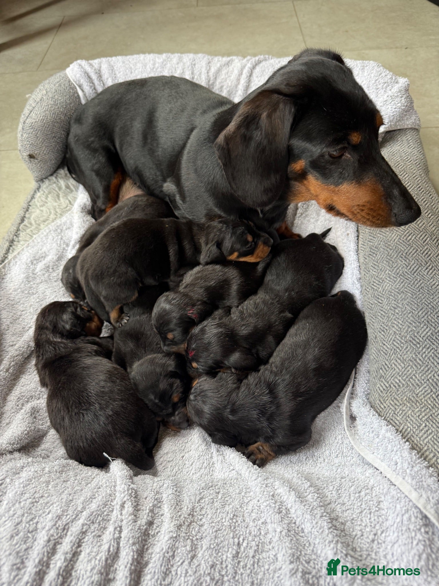 Miniature Dachshund dogs 8 smooth haired miniature dachshund puppies - Advert 1