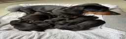 Miniature Dachshund dogs for sale: 8 smooth haired miniature dachshund puppies in Blairgowrie - Advert 1