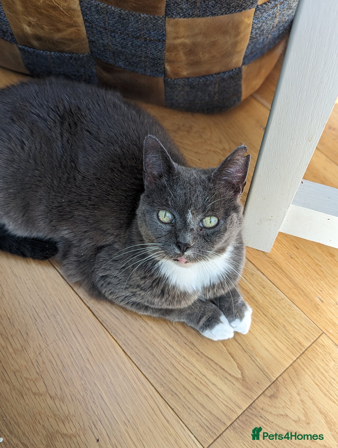 Siamese cats for sale: Older Siamese X seeking forever home - Advert 4