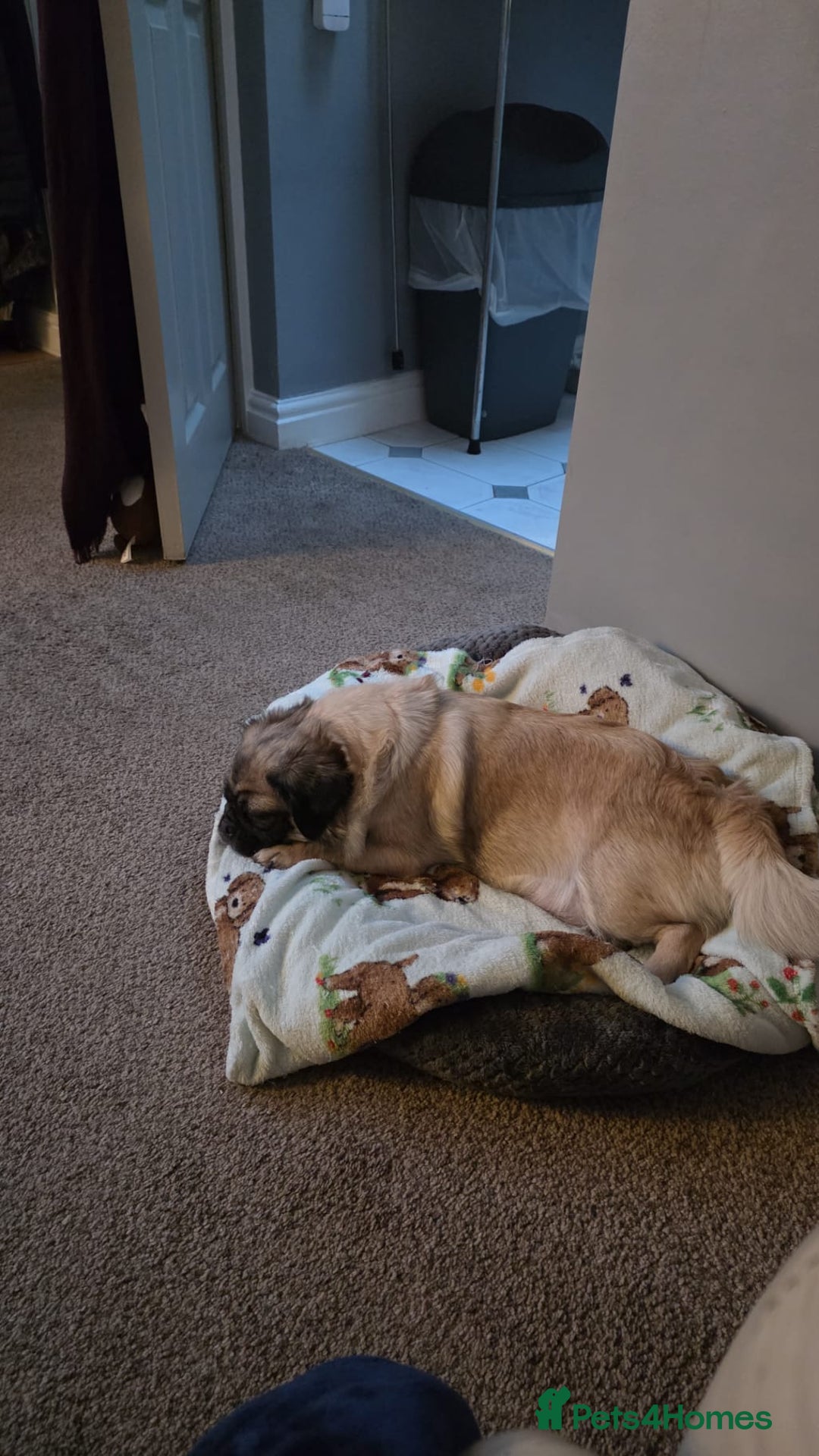 Pug dogs for sale: Beautiful KC Reg spayed fluffy pug needs home 💖 - Advert 10