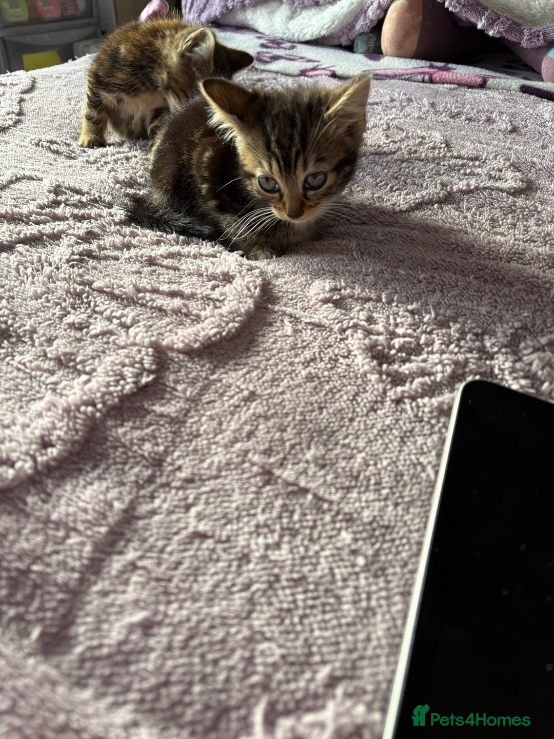 Domestic Shorthair cats for sale: Kittens for sale  - Advert 5