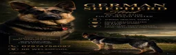 German Shepherd dogs for stud: KC Reg German Shepherd Stud available Proven - Advert 3