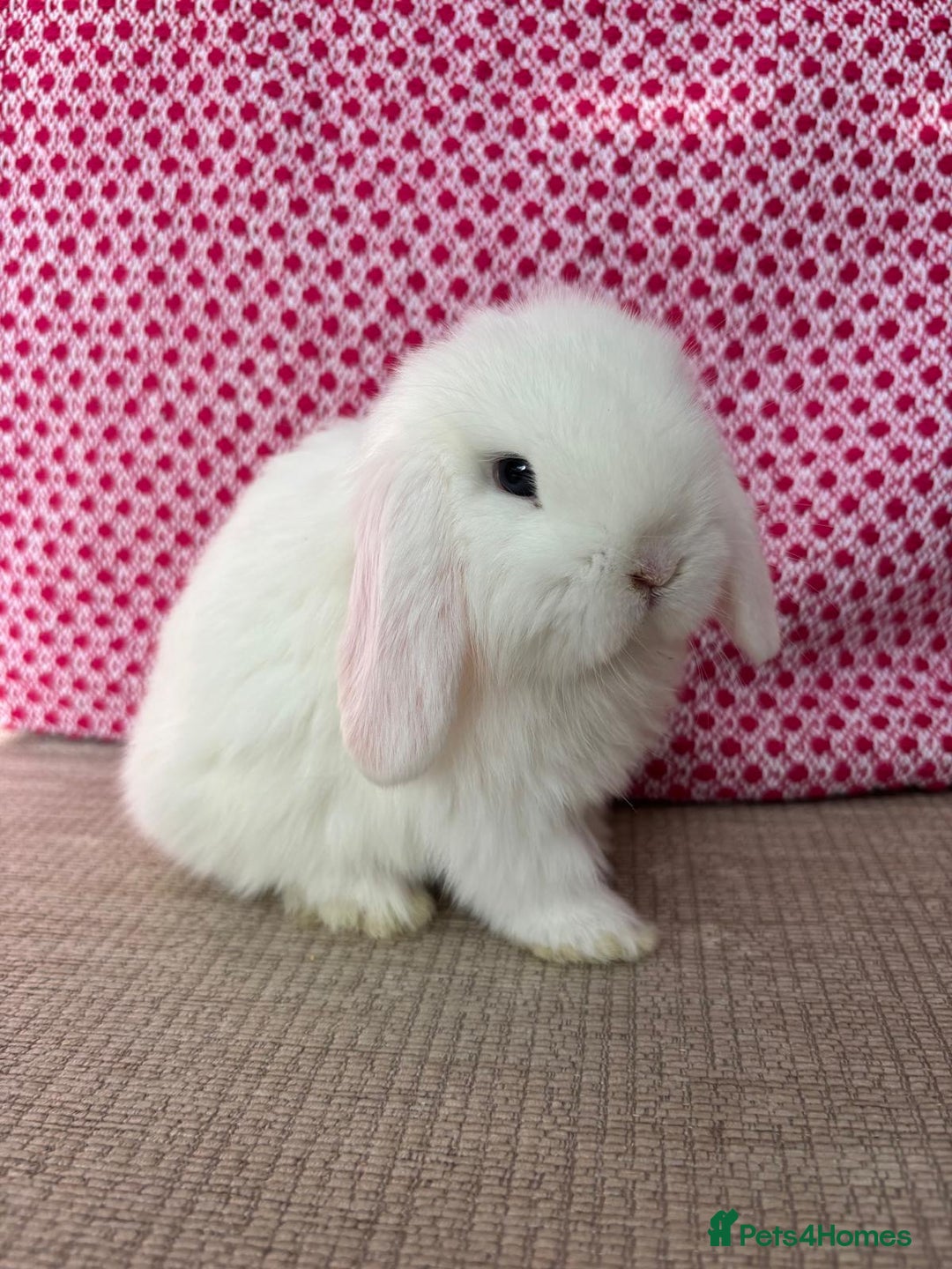 Mini Lop rabbits for sale: Beautiful mini lop kits  - Image 5